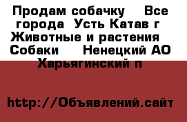 Продам собачку  - Все города, Усть-Катав г. Животные и растения » Собаки   . Ненецкий АО,Харьягинский п.